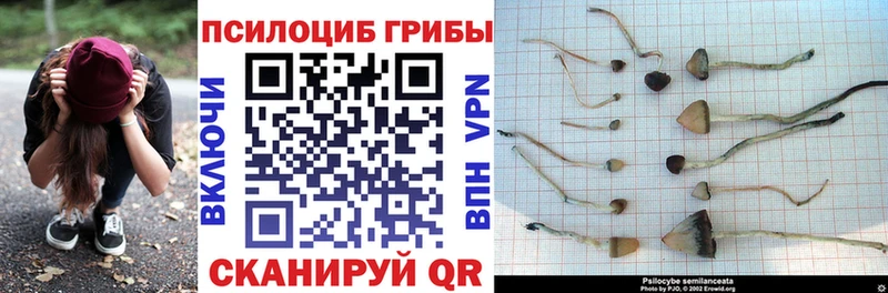 сколько стоит  Гдов  Псилоцибиновые грибы прущие грибы 